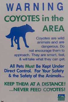 Attention Coyote