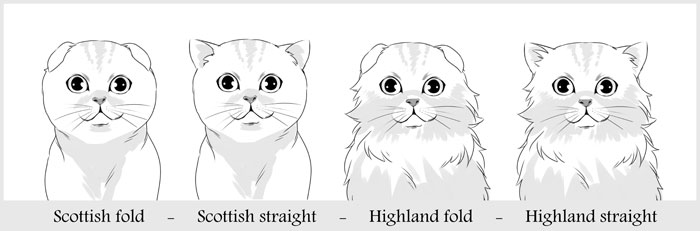 Types de scottish