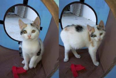  Recherche familles aimantes pour adopter deux chatons craquants