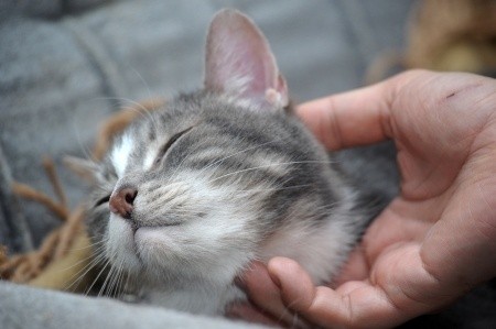 Si votre chat manifeste un rejet de caresses peut être est il atteint d'arthrose !