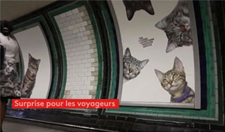 Des chats dans le métro de Londres.
