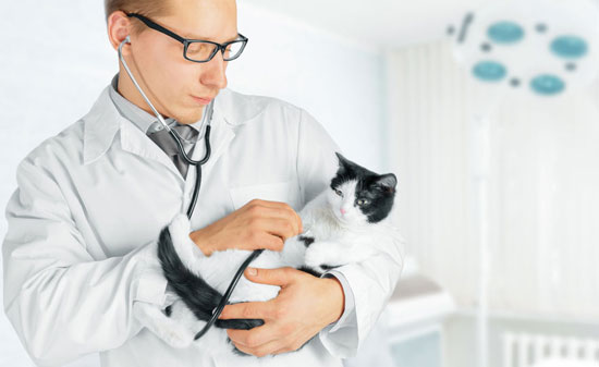 Un avocat à la Cour devenu sauveur de chats.