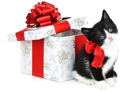 Noël, des cadeaux pour les chats... C’est un oui massif !