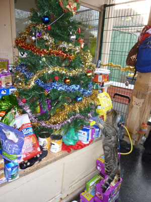 Photo du sapin de Noel 2013 à l'école du chat de  Clichy