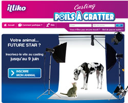 Vous avez jusqu'au 7 juin 2013 pour présenter votre chat au casting 2013 de la FDJ