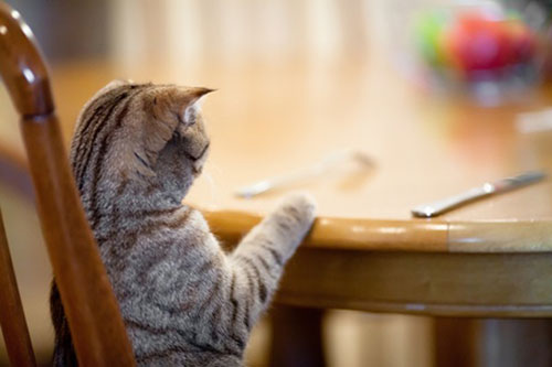 Invitez vos chats à table, la solution au danger des croquettes