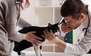 Photo d'illustration un chat ausculté par un vétérinaire