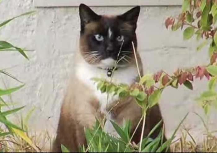 L'histoire étonnante de  Dusty, le chat kleptomane ! 