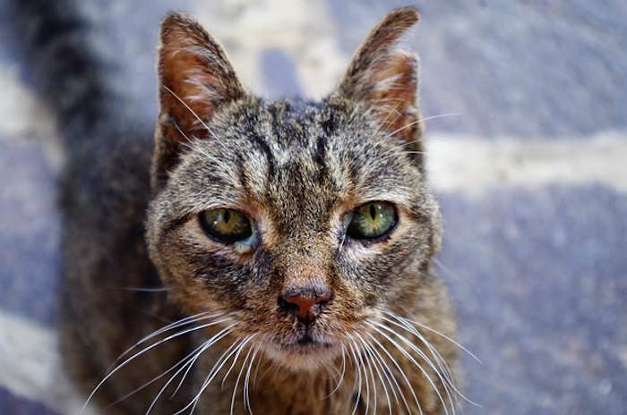 Evacuation d'urgence à Asnières-sur-Seine de soixante chats secourus d'une demeure insalubre.