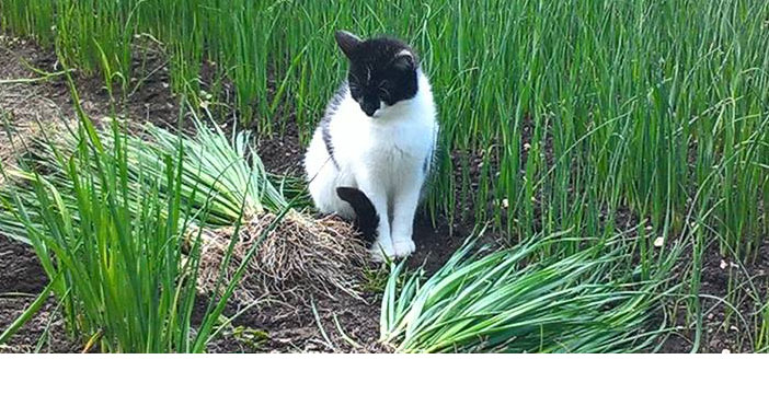 Troisième galerie des plus belles photos de vos chats.