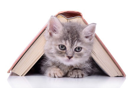 Micetto vous propose un jeu : publier vos plus belles histoires de chats et élire la plus belle... 