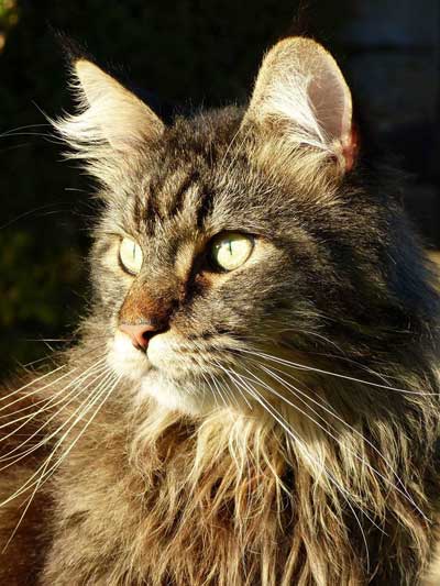 Pour Jupiter, un chat, tué d'une balle en pleine tête et pour que la justice passe.