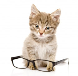 Un chat à lunettes pour une meilleure vision