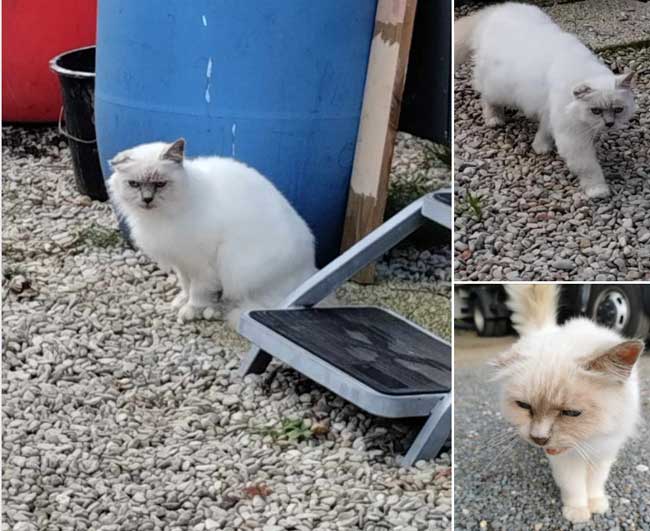 Une chatte retrouvée à 1500 Km de l'endroit où elle a été perdue, 6ans après.
