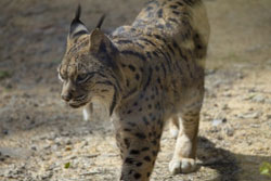 Un lynx ibérique en Espagne