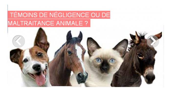 Un ministre du bien-être animal ! Wallons enfants de la chatterie ! 