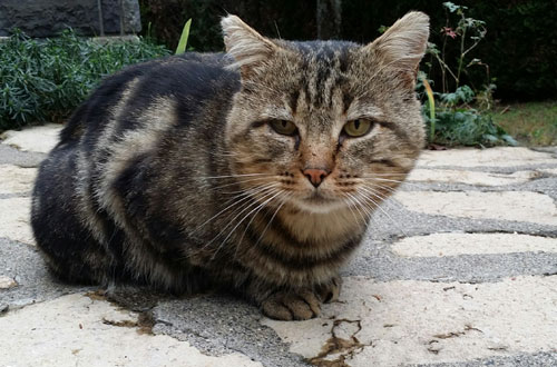 L'avenir de Mirabelle peut se transformer en enfer ou en renaissance, il est entre vos mains.