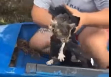 Sauvé des eaux par des jouteurs, un chat baptisé Moïse