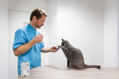 Un vétérinaire du pays Nantais ne soigne que les chats ! 