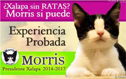Un chat nommé Morris candidat à la mairie de Xalaca au Mexique : Viva Zapata.