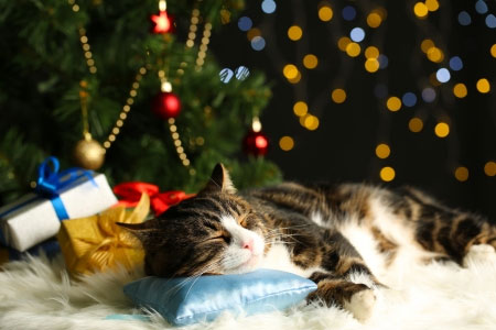 Noël : Des cadeaux pour les animaux mais pas d’animaux en cadeau… 