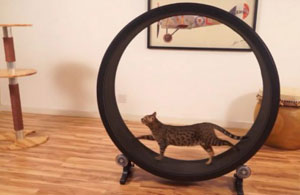 image du One Fast Cat Wheel