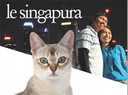 Affiche d'un chat Singapura
