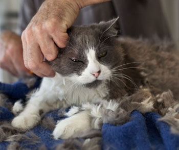 Photo d'illustration du toilettage d'un chat Persan.