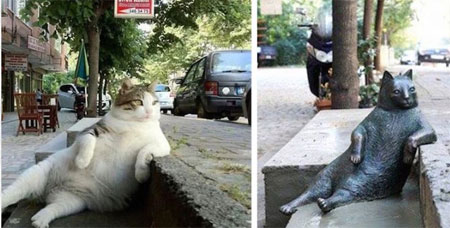 Tombili la chatte immortalisée à Istambul.