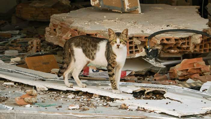 Les chats face à l'intensification des défis climatiques et géologiques,