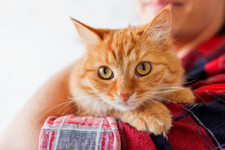  Faire de la prison parce qu’on a trop de chats, Oui, ça existe, à Bordeaux… au Québec !