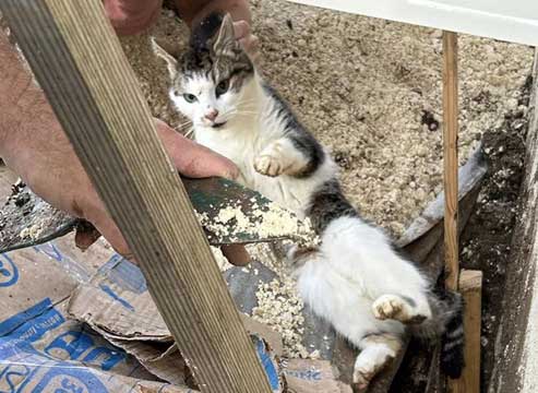 Twix, le chat miraculé: Une histoire de survie et de solidarité à Lisle 24243