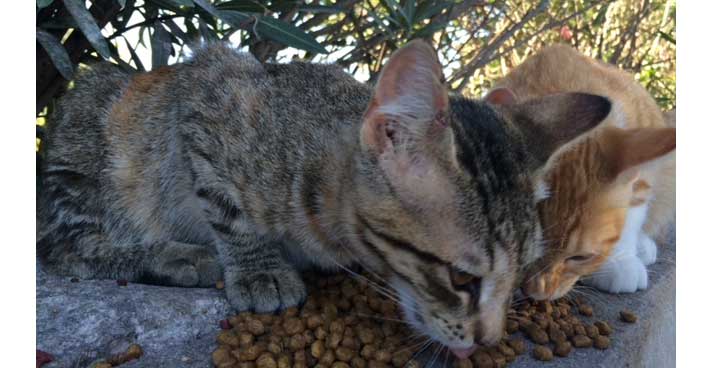 Roanne : entre compassion et répression, le dilemme du nourrissage des chats errants.