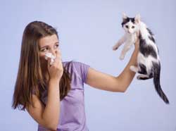 L'allergie aux chats ? C'est fini ! On traite... le chat ! 