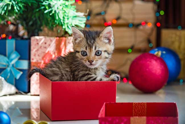 Attention à ne pas confondre peluches et chatons en cette période de Noel