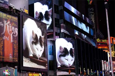 Time Square se met à l’heure du chat !