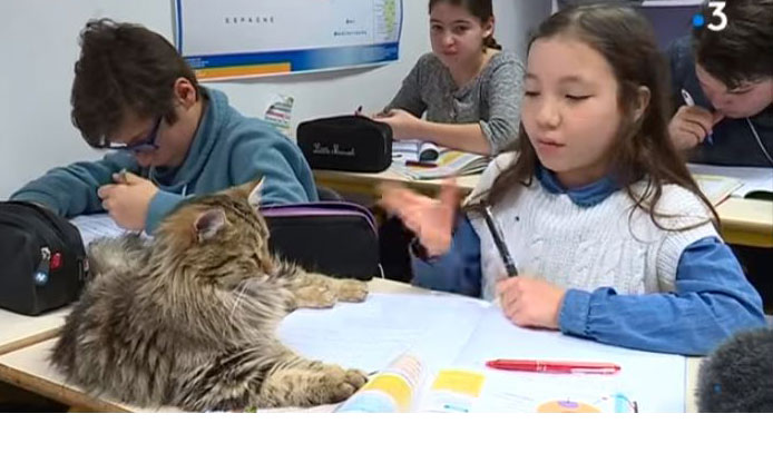 Dix chats à l'école !