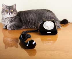 Un chat et un telephone