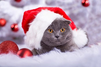 Donner un chaton comme cadeau de Noël : une bêtise.