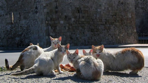 Dites non au gazage de 10.000 chats au Soudan ?