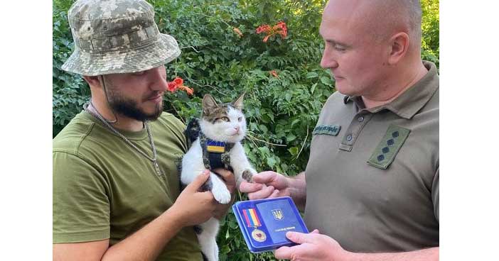 Le chat Shaybik décoré sur le champ bataille en Ukraine