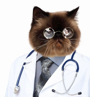 Le chat le meilleur des docteurs !