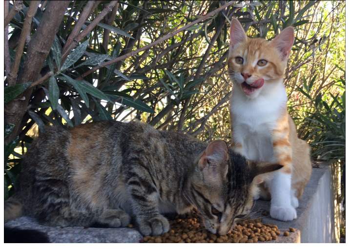 L’Australie veut éliminer 2 millions de chats errants ... Que faire ? 