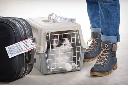 Le scandale du transport des chats en avion.