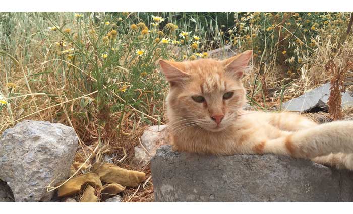 Bonne nouvelle les chats errants de Pujol dans le Lot et Garonne échapperont à l'euthanasie.