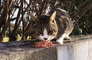 Un chat errant des Baléares nourri par une bonne âme.