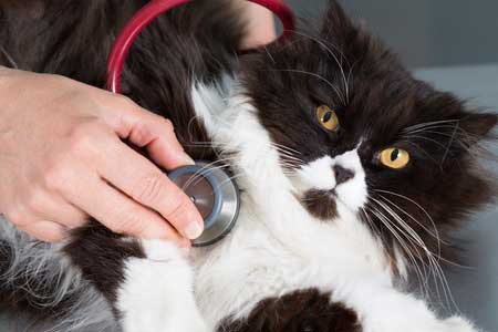 Le chat peut être soigné aux médecines douces... 