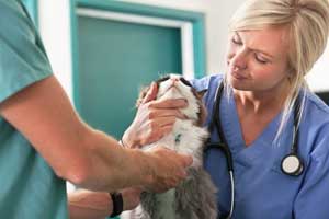 Un chat chez le veterinaire