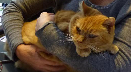 Un chat SDF a élu domicile à la Mairie de Saint-Ouen.