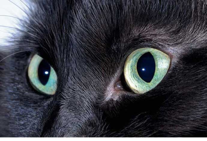 Qui en veut aux chats noirs de la Résidence “Allées des Pins” à Marseille ?